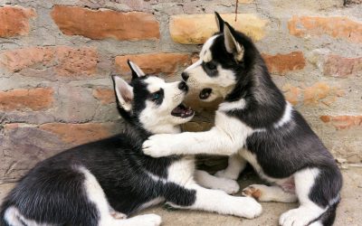 Lenguaje canino